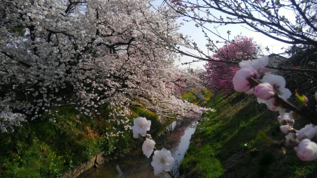 我が町白岡市も桜の咲く季節が訪れました。